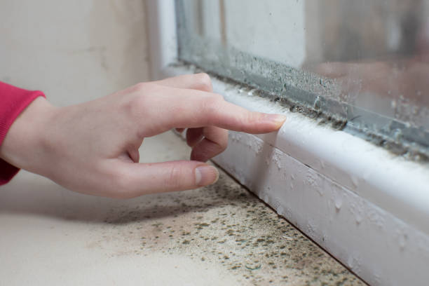 Best Commercial Mold Inspection  in Largo, FL